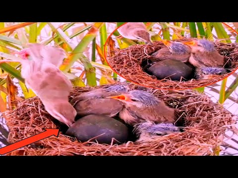 Mother bird with white eyebrows, attacking snails also wants to attack her baby#baby