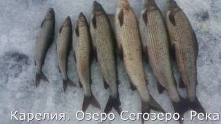Ловля хариуса в карелии на озере