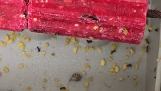 Watch video: Ants Infest Our Rodent Bait Station in...