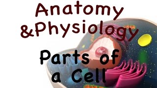 The Human Cell Introduction and Parts of a Cell