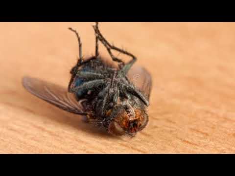 Stock photos of dead flies