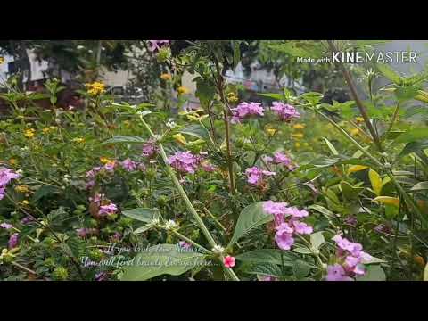 Nature flowers video, Beautiful flowers gurden video ||sriman mp ||