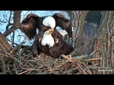 Decorah Iowa~They are too cute!💞 Mating in the nest~ 2023/02/08