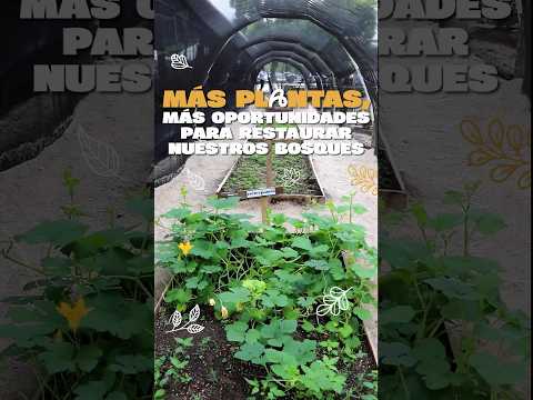 El Vivero Regional de Morazán, El Progreso, fortalece las acciones para recuperar los bosques.🌳