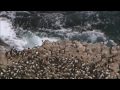 The Farallon Islands California S Galapagos KQED QUEST