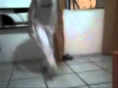 Juninho e Titi no Rebolation e Psy