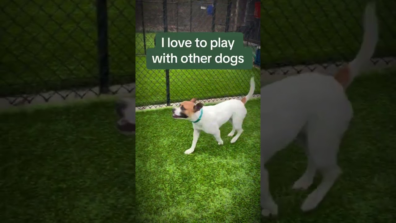 Enlarge Pauley, a Adoptable mixed breed in Ellijay, GA video 4/4