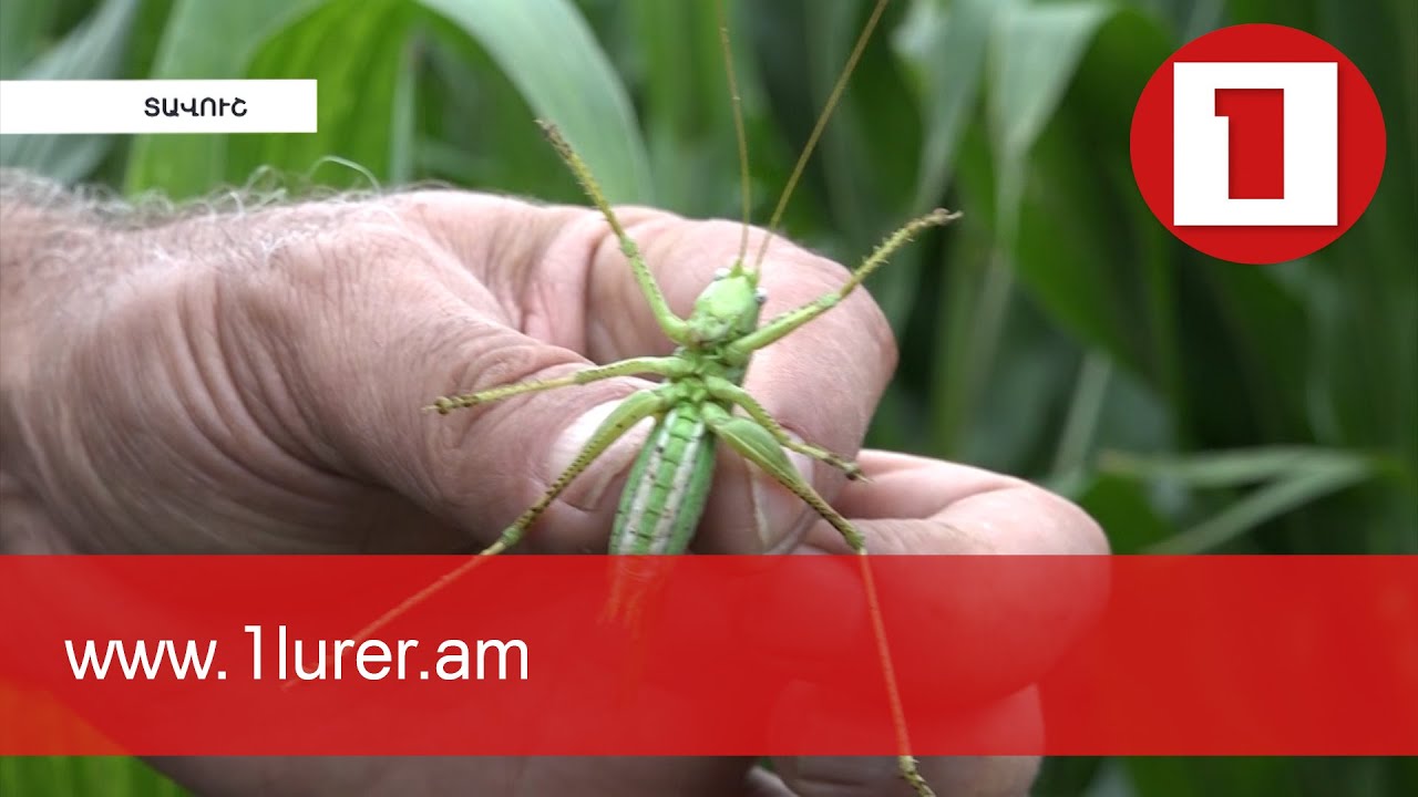 Մորեխները վնասում են բերքը