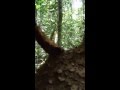 Amazon Ant Nest 