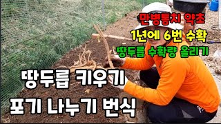 땅두릅 번식하는 요령과 놀라운 효능!~ 땅두릅효능 땅두릅번식 땅두릅포기나누기번식 땅두릅독활 땅두릅수확