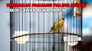 Download lagu PANCINGAN PLECI TEMBAKAN PANJANG PALING DICARI BIKIN LAWAN NGOTOT DAN BUKA PARUH mp3 Download lagu PANCINGAN PLECI TEMBAKAN PANJANG PALING DICARI BIKIN LAWAN NGOTOT DAN BUKA PARUH mp3