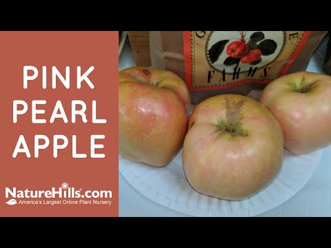 download lagu mp3 mp4 Pink Pearl Apple Taste, download lagu Pink Pearl Apple Taste gratis, unduh video klip Pink Pearl Apple Taste