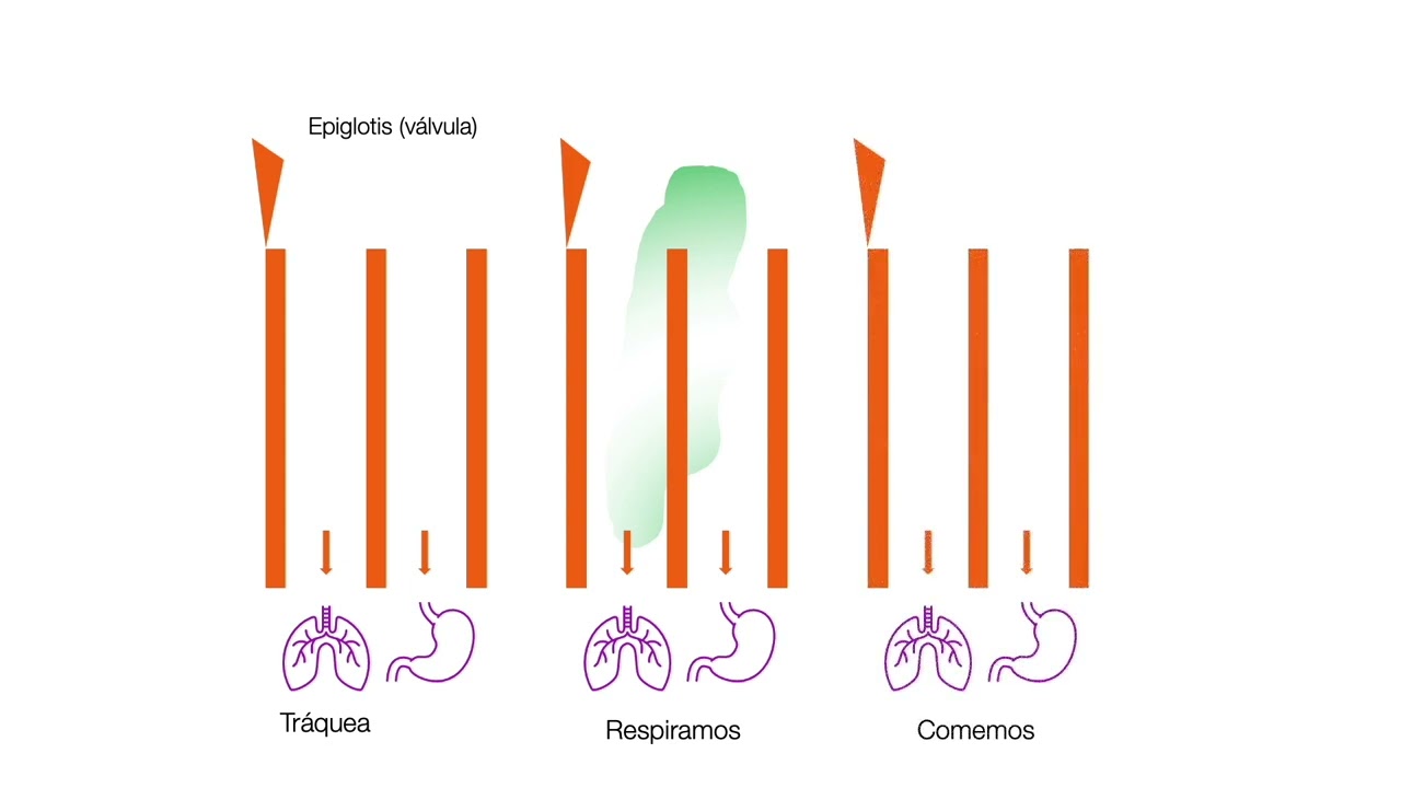 La complejidad del sistema digestivo - Digestión y absorción