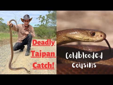 CATCHING A DEADLY TAIPAN!