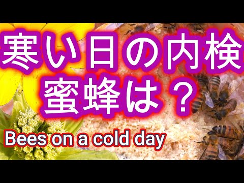経済学科 晴蜂雨読 ㊼／ミツバチに、寒の戻りに行う巣箱の内検は、一体どのような影響を与えるのだろうか？(2025年4月、その1)／山崎亮一／日英字幕付き／Bees on a cold day／Eng sub