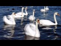Лебеди летят Ион Суручану 