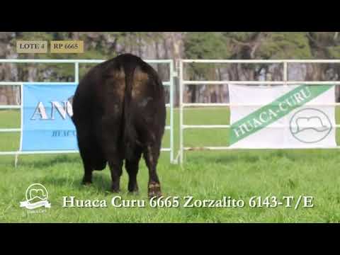 HUACA CURU   VAQUILLONAS PP   LOTE 4