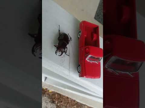 Attack of the giant stag beetle