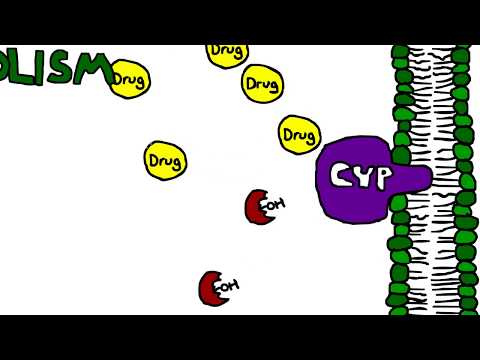 Mechanism of Cytochrome P450 (CYP) metabolism, induction, and inhibition