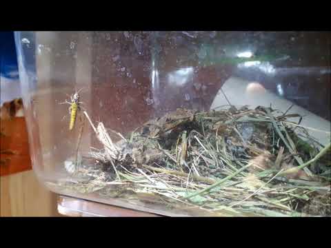 Heupferde Grashüpfer Zucht Echsenfutter Bartagame, Zwergbartagame, Leopardgecko - wie geht das?