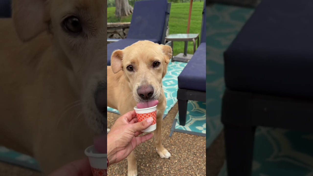 Enlarge Rosie, an adopted mixed breed in Chicago , IL video 5/5