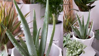 Aloe Vera Care & Growing Guide - Plant Mom care