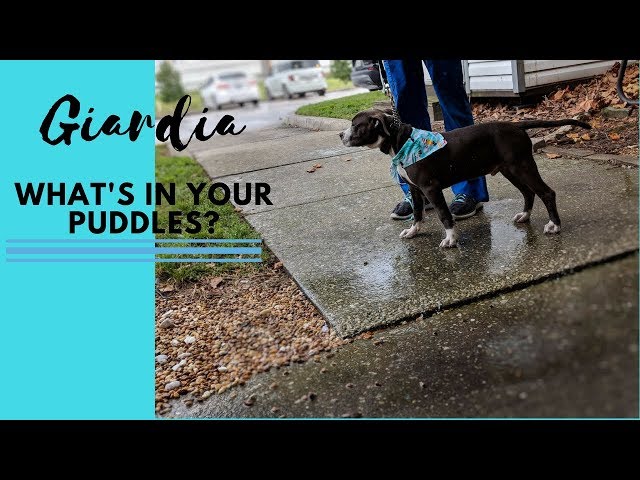 Giardia: What’s In Your Puddles?