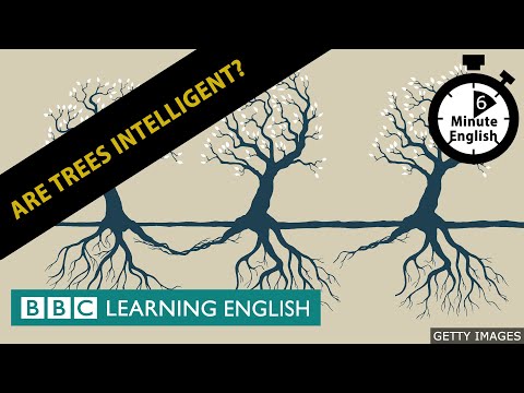 樹木有智慧嗎？6分鐘英語 (Are trees intelligent? 6 Minute English)