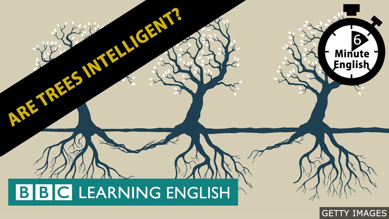 Are trees intelligent? 6 Minute English