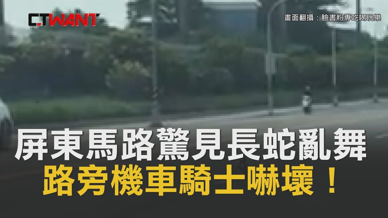 圖說-CTWANT 即時新聞》機車騎士嚇壞！屏東馬路驚見「長蛇亂舞」　真相曝光