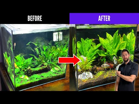 How to Remove Algae in an Aquarium | Fish Tank Algae Control