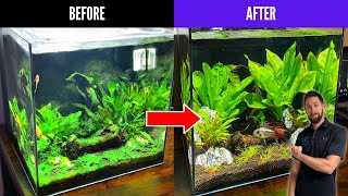 How to Remove Algae in an Aquarium | Fish Tank Algae Control