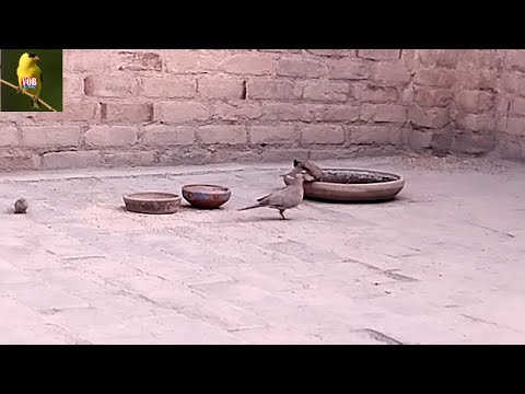 Bird Sounds Spectacular : Morning Bird Sound