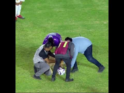 Dog Playing Football