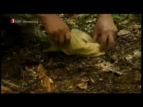 Homo heidelbergensis (2/3)