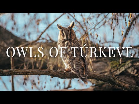 Owls of Túrkeve | The Hungarian Village with 600 Owls | Wildlife Photography with Nikon D850