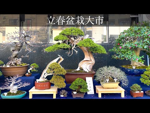 2022 立春盆栽大市 Spring Bonsai Market 【2/8-16】