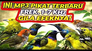 Download lagu TERBUKTI GILA! Suara Pikat Burung Kecil Liar 1–7 KHz Paling Ampuh Bikin Turun Cepat Semua Burung!! mp3