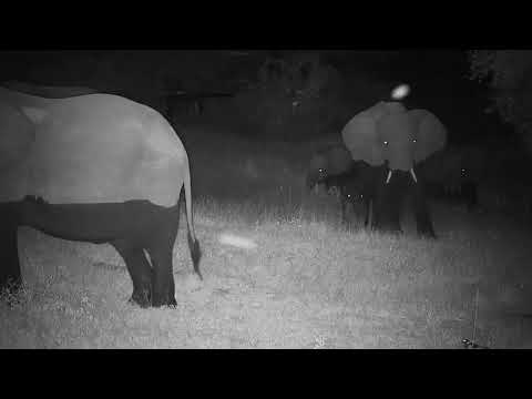 Djuma: Elephants-watch the tiny one - 18:10 - 04/28/21