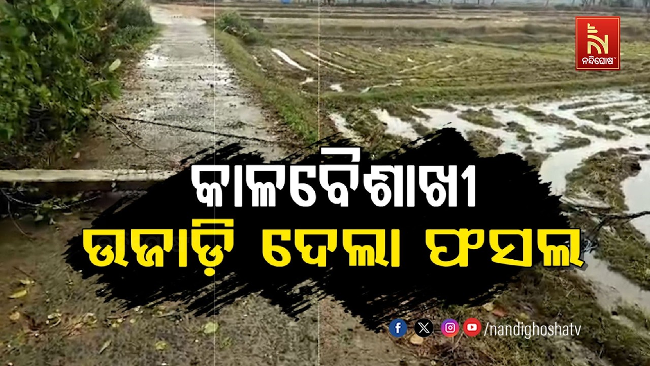 କାଳବୈଶାଖୀ: ଉଜାଡ଼ି ଦେଲା ଫସଲ