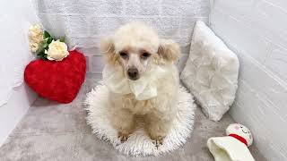 トイプードルの動画02