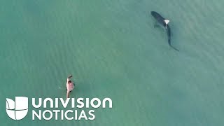 Un dron capta un tiburón nadando tranquilamente entre bañistas en la playa de Miami Beach