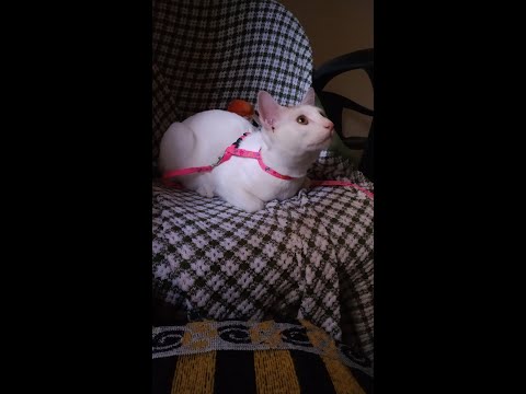 How I bathe my cat 🐈