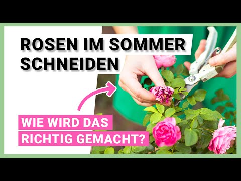 Cutting roses in summer: care tips & assistance