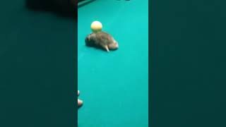 8 ball hampster