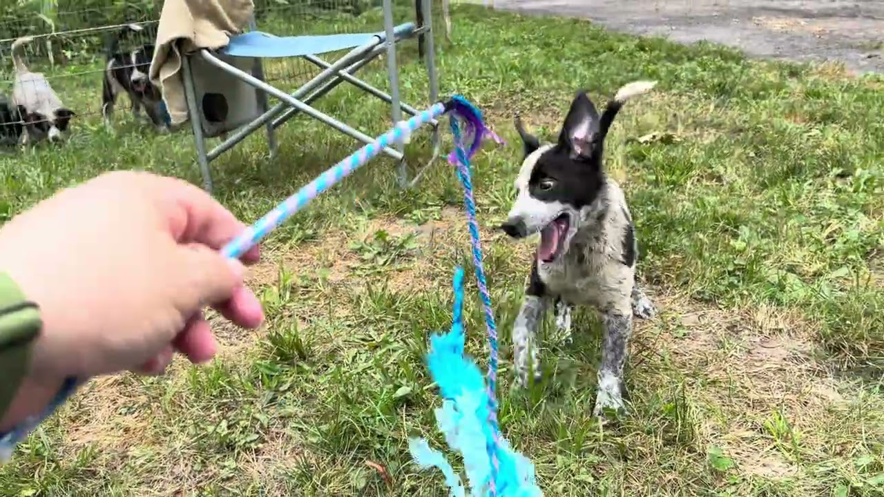 Enlarge Patch, a ADOPTABLE mixed breed in Aurora, IL video 5/5