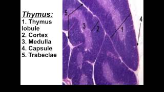 Lymphatic System Data Show 2015 (part 3)