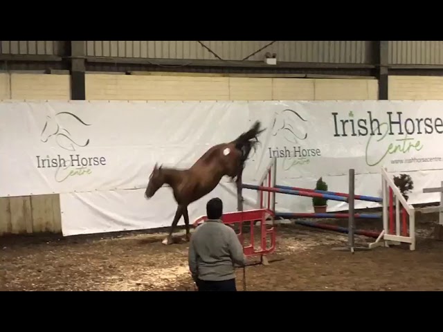 Lot 13 (Loose Jump2) Video by owner
