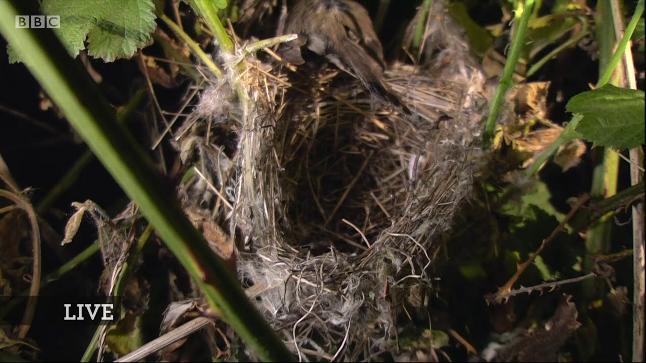 Springwatch 2020 Episode 10