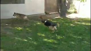 Video preview image #1 German Shepherd Dog-Unknown Mix Puppy For Sale in Newport Beach, CA, USA